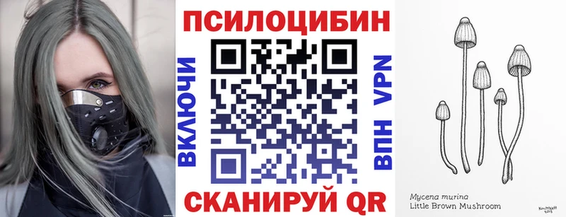 Псилоцибиновые грибы Cubensis  наркота  сайты даркнета состав  Курчалой 